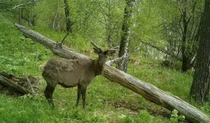Копытные жители Алтайского заповедника в июне сменяют шубки на новые.