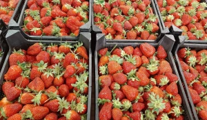 Ягоды и фрукты на барнаульском рынке.