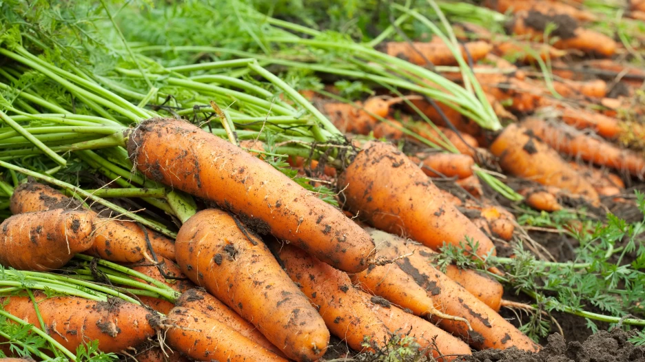 Морковь.