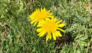 Летние цветы наливаются новыми красками в Алтайском заповеднике. 