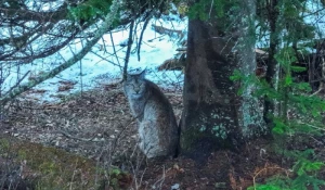 Рысь в Алтайском биосферном заповеднике.