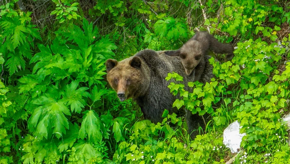 Мама медведица катает на спине своего детеныша 