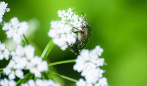 Барнаульский дендрарий в июне.