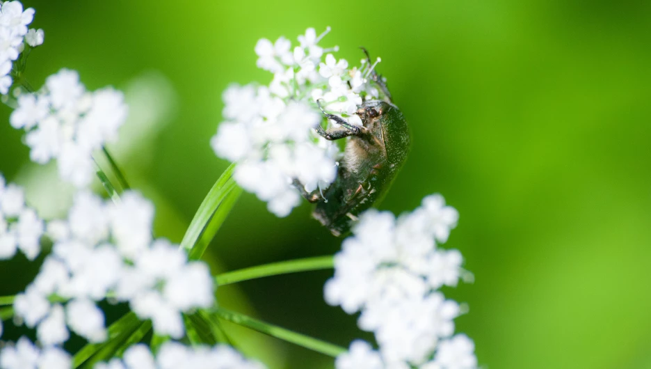 Барнаульский дендрарий в июне.