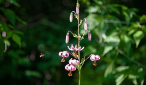 Барнаульский дендрарий в июне.