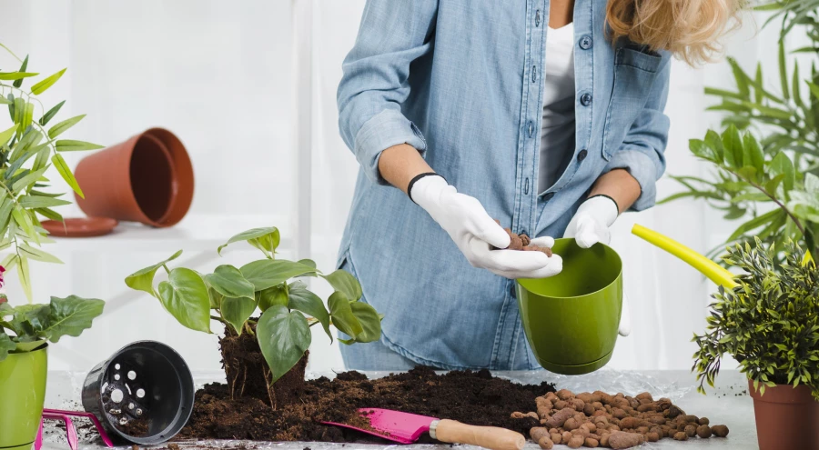 Пересадка цветов.