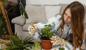 Пересадка цветов.