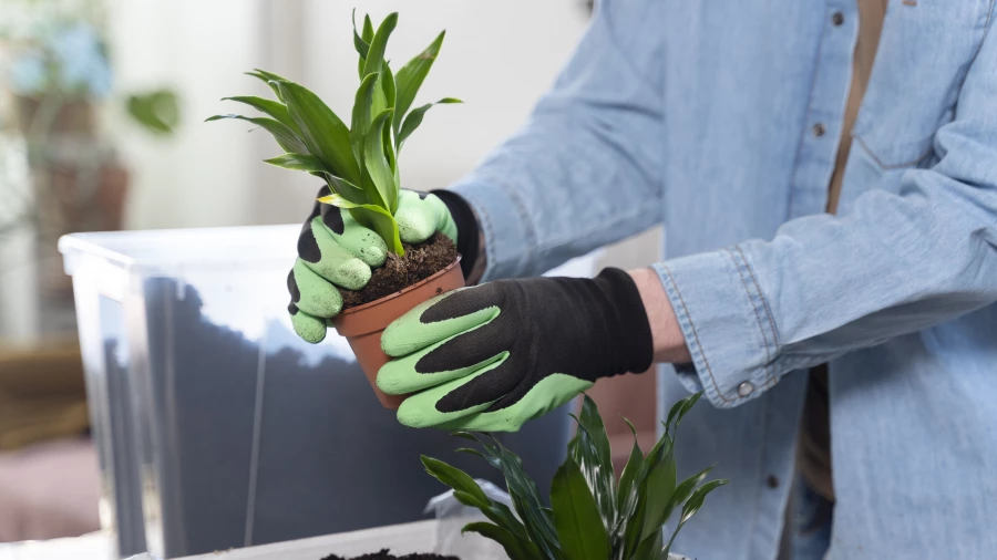 Пересадка цветов.