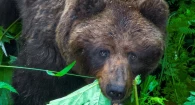 Косолапый на Алтае заглядывает в душу через объектив и жует листочки.