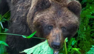 Косолапый на Алтае заглядывает в душу через объектив и жует листочки.