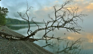 Панорама туманного Телецкого озера в июне с растением коровяк, или медвежье ухо.