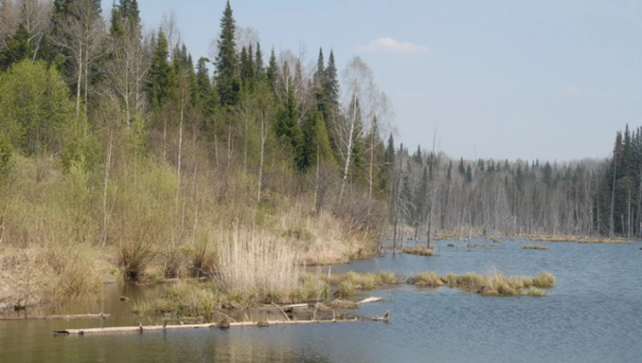 В Залесовском районе.