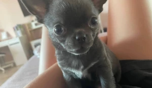 В парке «Изумрудный» потерялся щенок