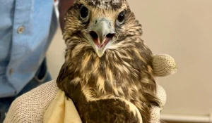 Соколов-балобанов выпустили в дикую природу Сайлюгемского нацпарка.