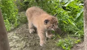 Крошки-рысята устроили веселую прогулку по Барнаульскому зоопарку.