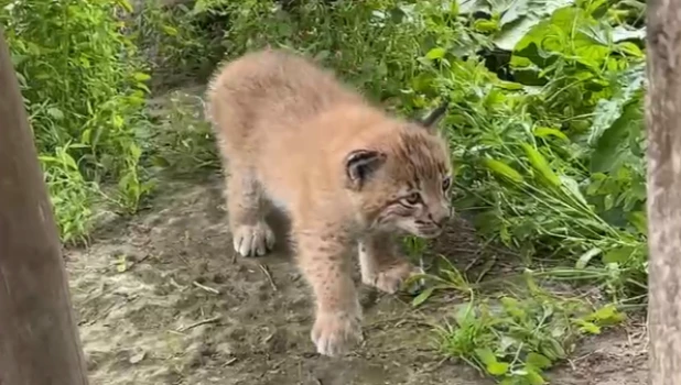 Крошки-рысята устроили веселую прогулку по Барнаульскому зоопарку.