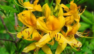 Рододендрон желтый.