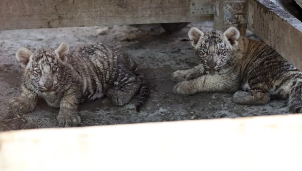 Тигрята 