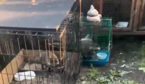 Животных в зоопарке на алтайской турбазе содержат в тесных клетках, не выпускают и не ухаживают.