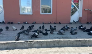 Голуби возле ТЦ «Россия».