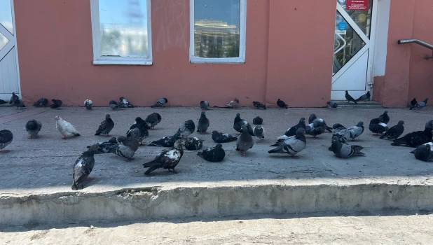 Голуби возле ТЦ «Россия».