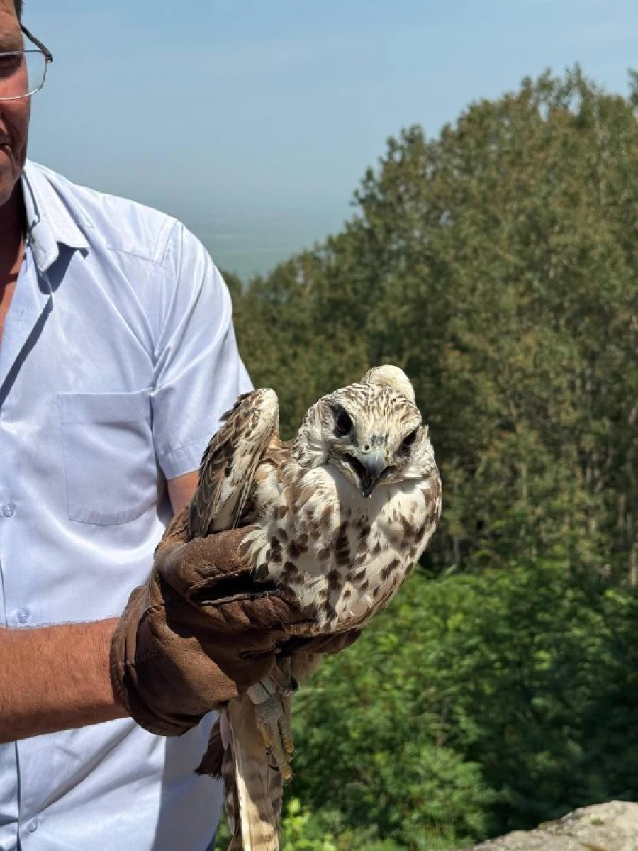 Семь соколов-балобанов обрели дом близ Белокурихи.