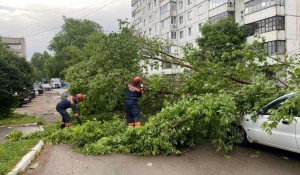 В Барнауле устраняют последствия ночного урагана.