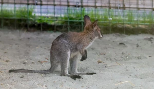 Кенгуру в Барнаульском зоопарке.