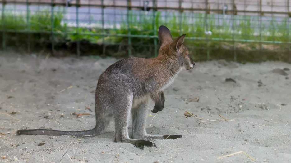 Кенгуру в Барнаульском зоопарке.