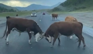 Быки устроили бойню на дороге.