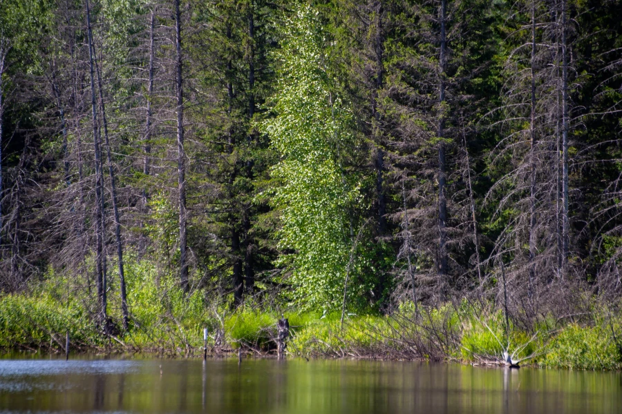 Тягун в конце июня.