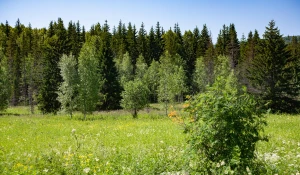 Тягун в конце июня.