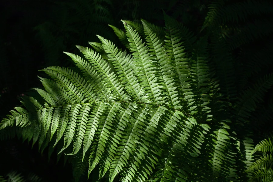 Тягун в конце июня.