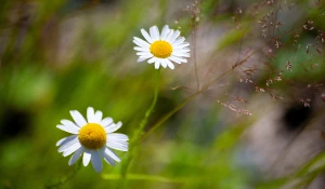 Тягун в конце июня.