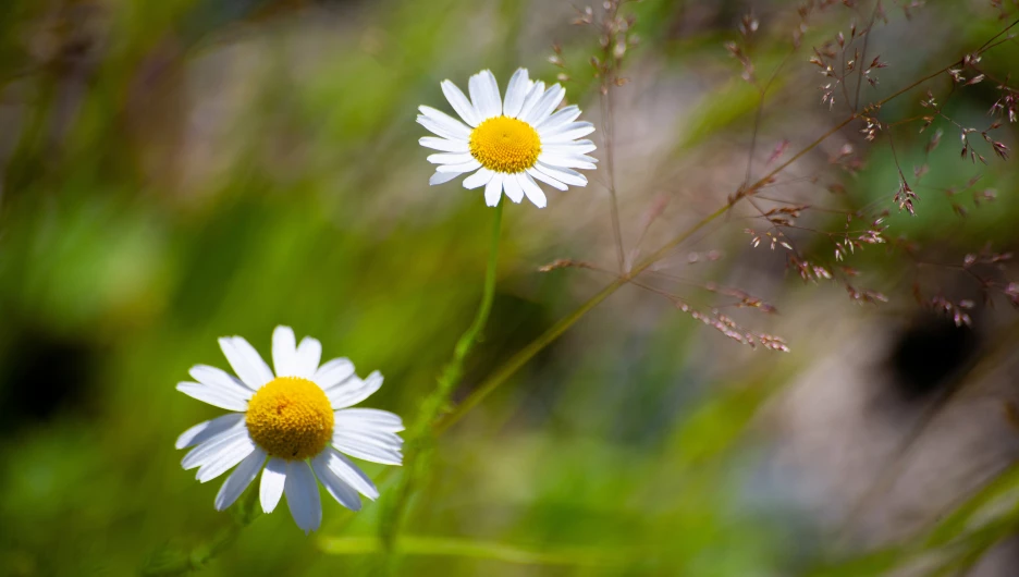 Тягун в конце июня.