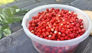 Алтайские охотники за спелой ягодкой и грибами поделились «уловом».