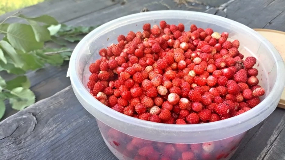 Алтайские охотники за спелой ягодкой и грибами поделились «уловом».