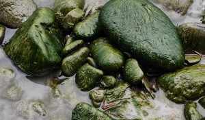 Водоросли зацвели на Катуни.