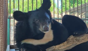 Гималайская медведица Катюха в барнаульском зоопарке