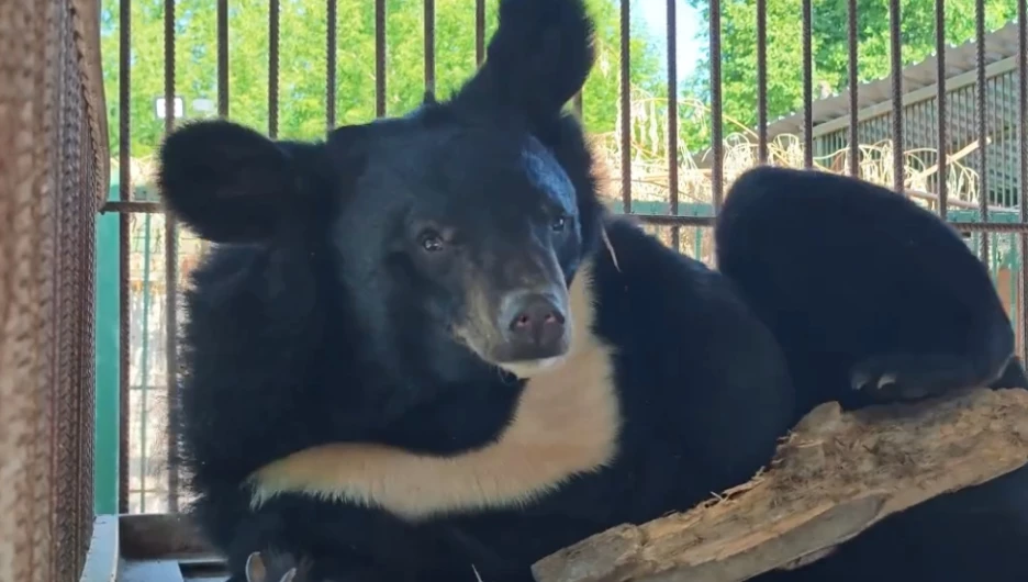 Гималайская медведица Катюха в барнаульском зоопарке