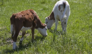 Бийский район.