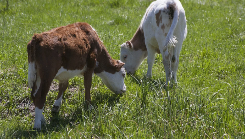 Бийский район.