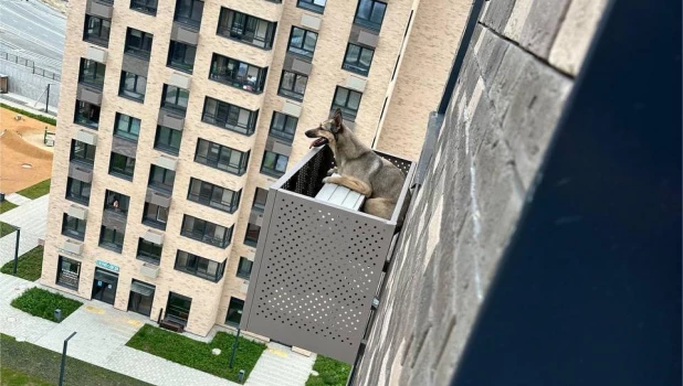 Собака выпала из окна квартиры на 12 этаже.