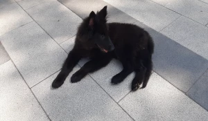 Конкурс среди беспородных собак в «Изумрудном».