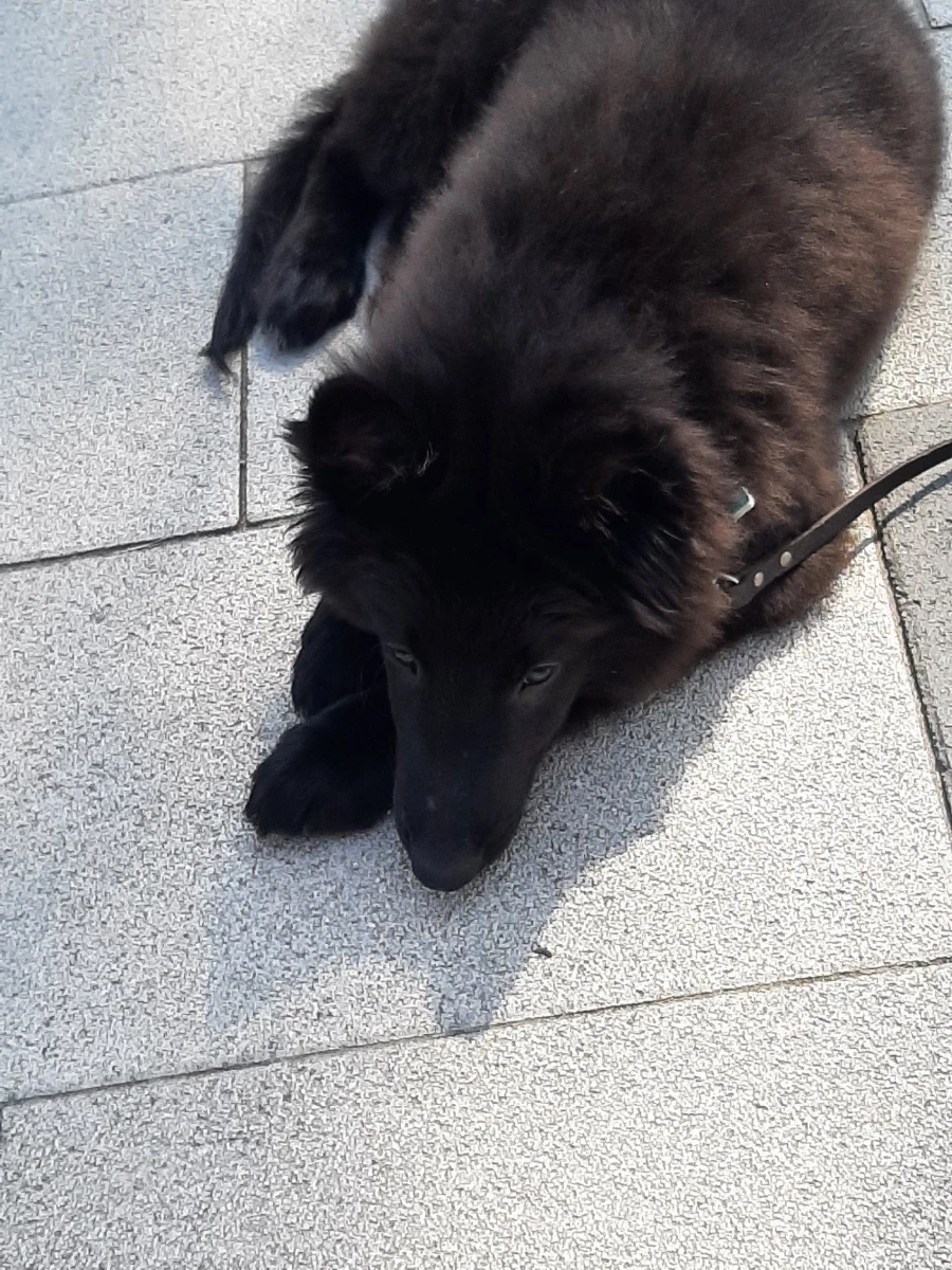 Конкурс среди беспородных собак в «Изумрудном».