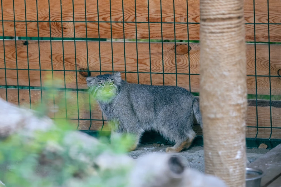 Манул Пепе в Барнаульском зоопарке