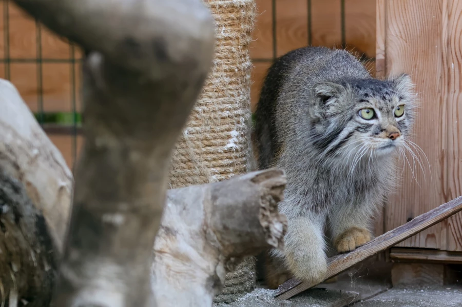 Манул Пепе в Барнаульском зоопарке