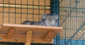 Манул Пепе в Барнаульском зоопарке