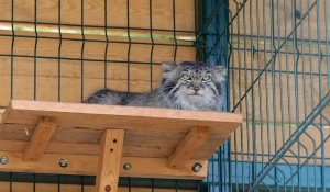 Манул Пепе в Барнаульском зоопарке