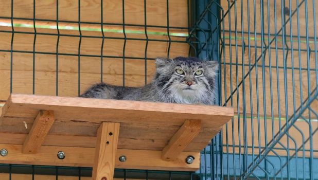 Манул Пепе в Барнаульском зоопарке